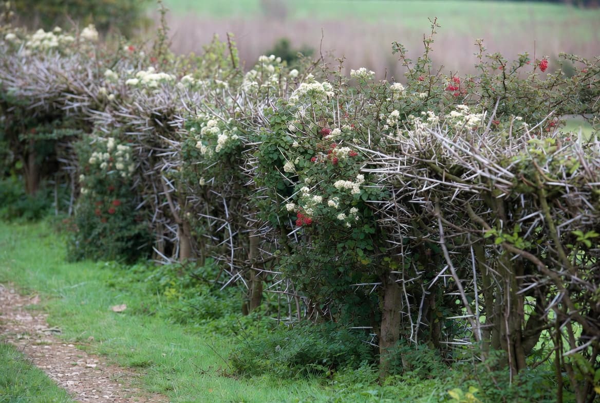 La haie d'épines et le chemin aplani